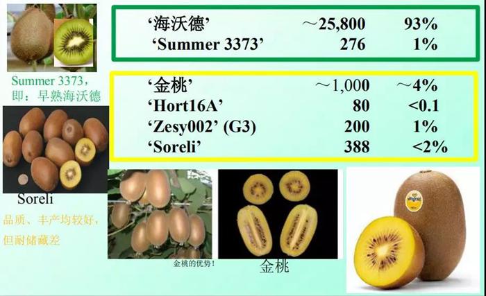 2013年意大利獼猴桃主栽品種面積