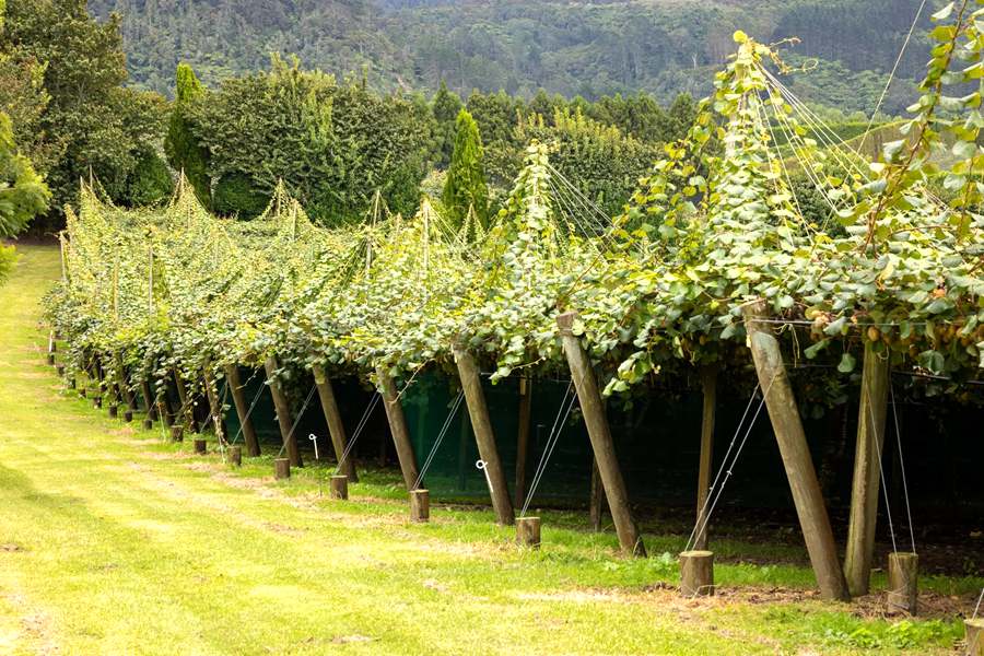 New Zealand's newly built Sunshine Golden Fruit Orchard