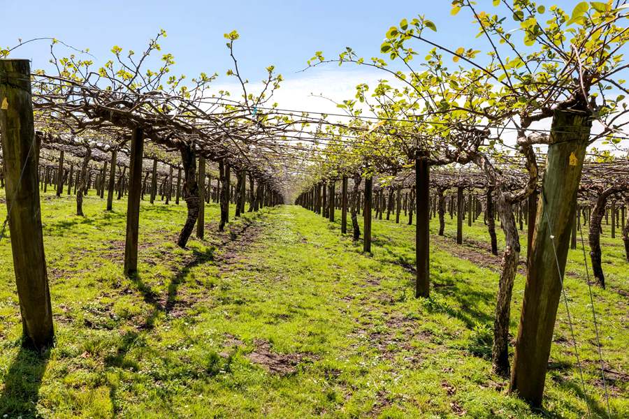 New Zealand's newly built Sunshine Golden Fruit Orchard