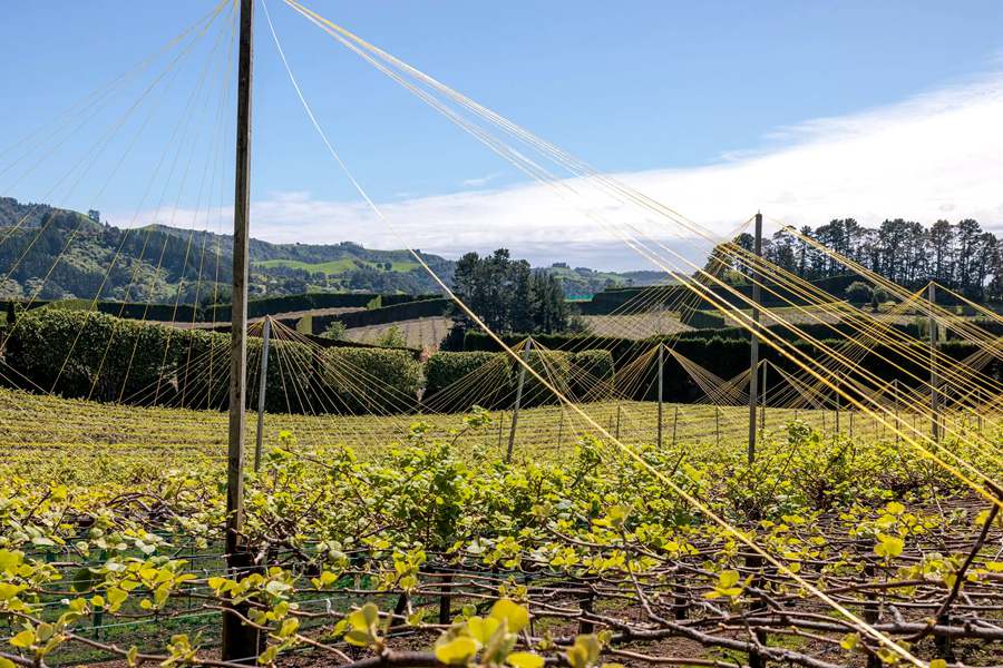 New Zealand's newly built Sunshine Golden Fruit Orchard