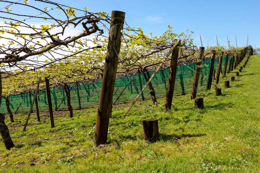 New Zealand's newly built Sunshine Golden Fruit Orchard