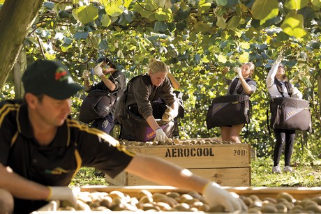 New Zealand SunGold Fruit Picking Site