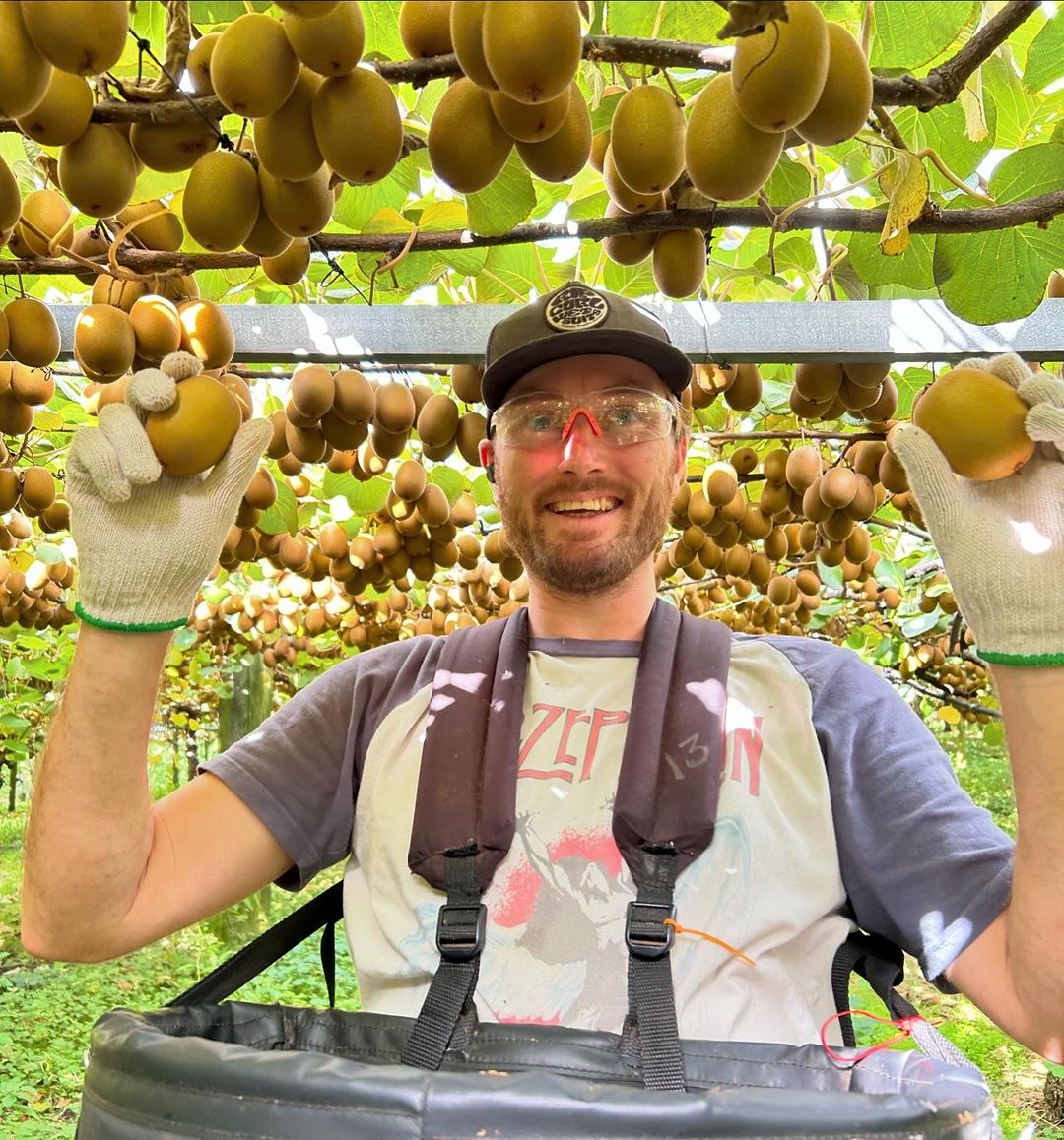 zespri sungold golden kiwi