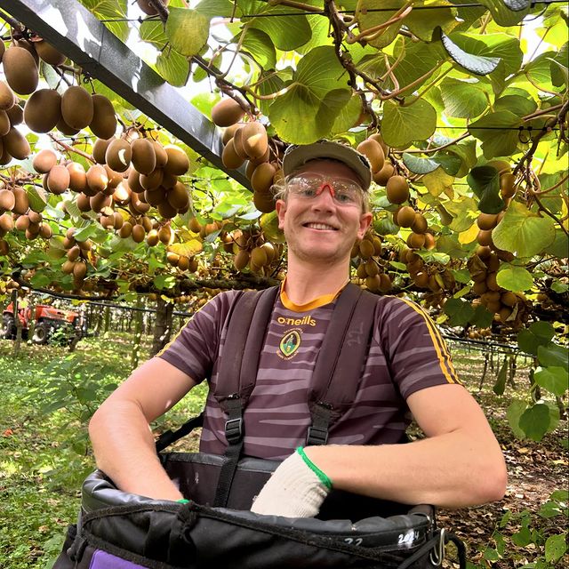 zespri sungold golden kiwi