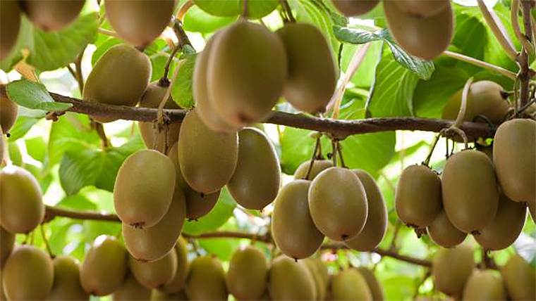 Gold kiwifruit