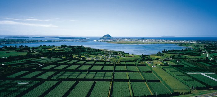 陽(yáng)光金果果園