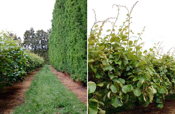 New Zealand Kiwi Orchard