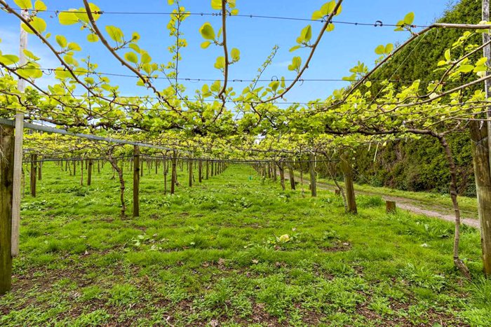 New Zealand Kiwi Orchard