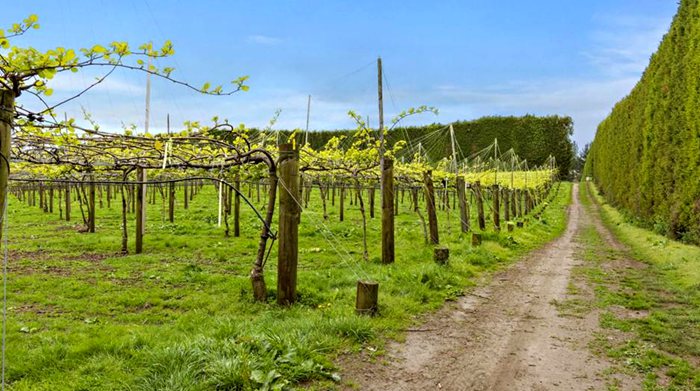 New Zealand Kiwi Orchard