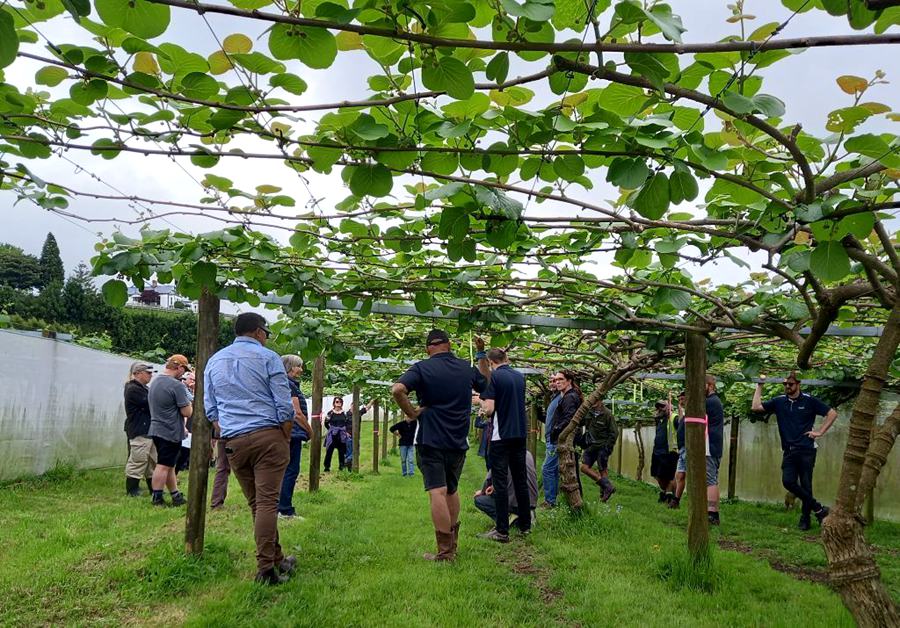 Training on Pollination Techniques for Kiwi Orchard