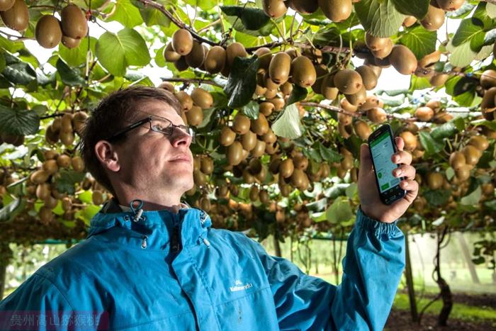 New Zealand Kiwi Orchard