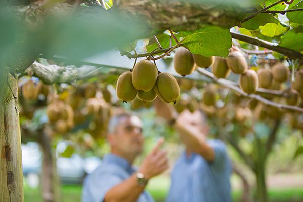 Golden Kiwi Orchard