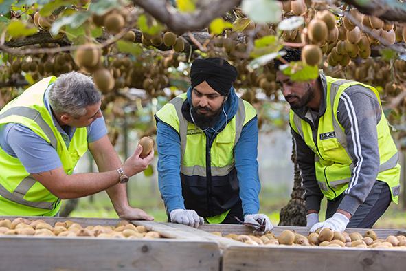 Golden Kiwi Orchard