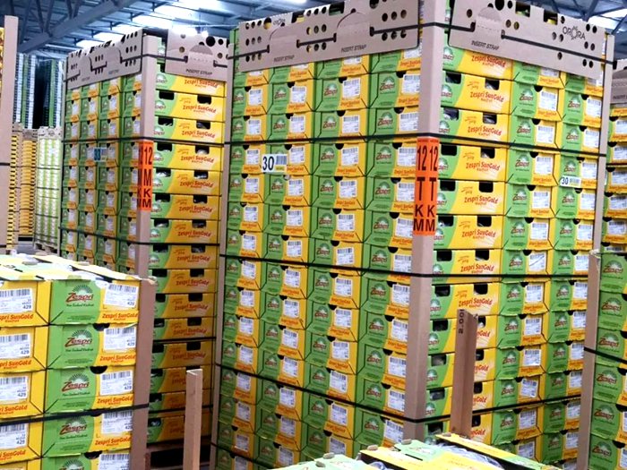 sungold g3 kiwifruit packing