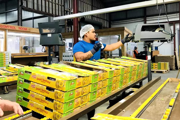 sungold Kiwifruit sorting line