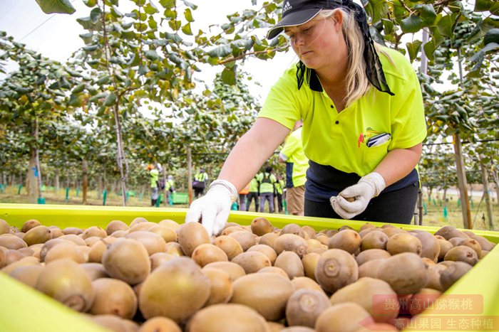 New Zealand zespri Kiwifruit packaging