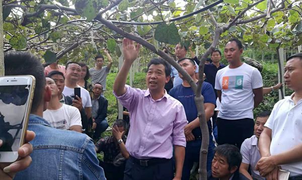 貴州大學(xué)獼猴桃專家龍友華