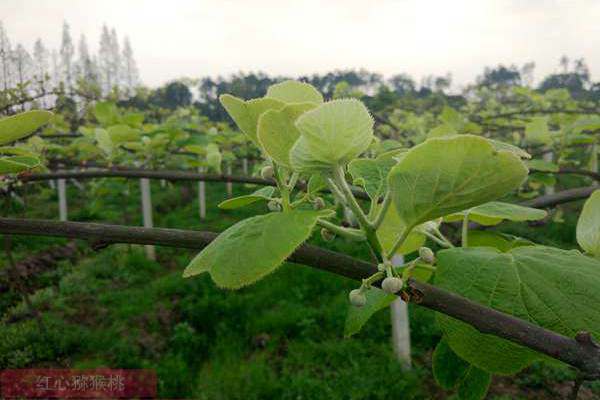 教你獼猴桃抹芽技術(shù)