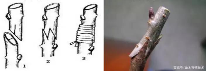 獼猴桃嫁接方法