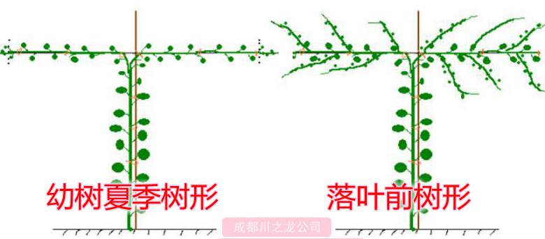 獼猴桃管理