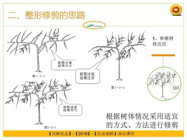 紅心獼猴桃冬季整形修剪