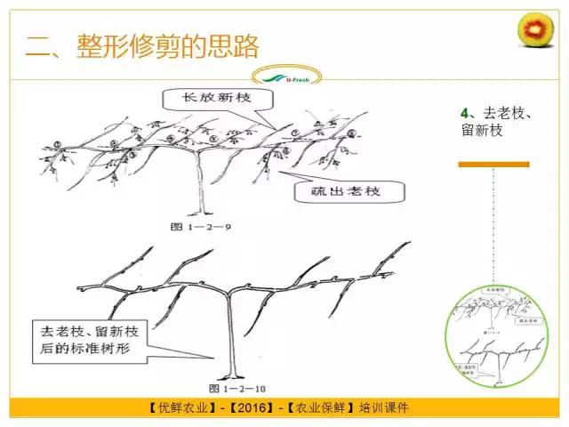 紅心獼猴桃冬季整形修剪