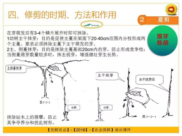 紅心獼猴桃冬季整形修剪