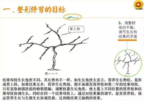 紅心獼猴桃冬季整形修剪