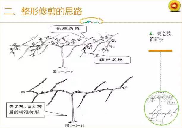 紅心獼猴桃冬季整形修剪