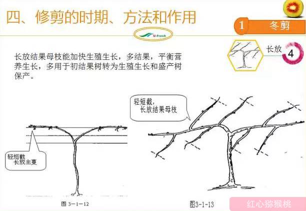 紅心獼猴桃冬季整形修剪